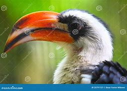 Image result for Von Der Decken's Hornbill