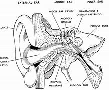 Image result for Human Ear Drawing