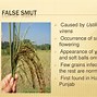 Image result for Diseases of Rice