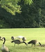 Image result for Albino Canadian Goose