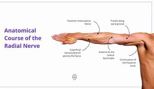 Image result for Radial Nerve in Hand