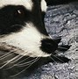 Image result for Wild Raccoon