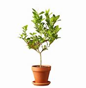 Image result for Lime Tree PNG