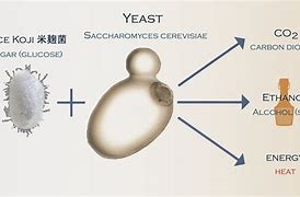 Image result for Yeast for Alcholo