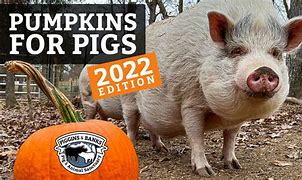 Image result for Pumpkins for Pigs