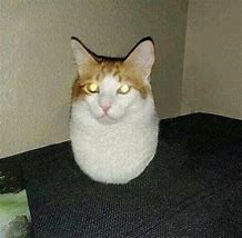 Image result for Cursed Cat Pictures