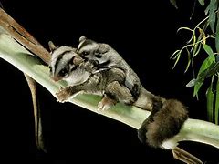 Image result for Petauridae