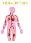 Image result for Circulatory System Diagram KS4