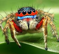 Image result for Bugs and Spiders