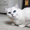 Image result for Most Beautiful Cat Eyes