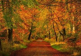 Image result for Forest Walk Path