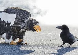 Image result for Raven Grey Eagle