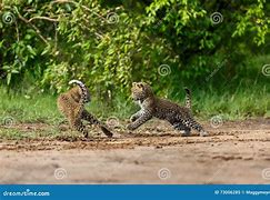 Image result for Leopard Cubs Playing