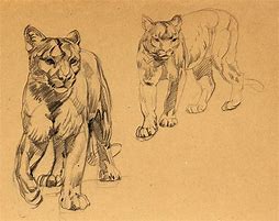 Image result for Big Cat Drawings