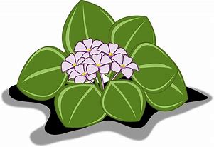 Image result for African Violet Flower Clip Art