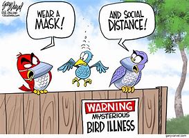 Image result for Bird Flu Cartoons Pics