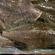 Image result for Arrowtooth Flounder