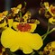 Image result for Oncidium Orchid Plant