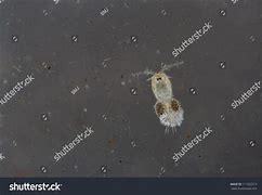 Image result for Calanus Copepods