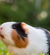 Image result for Can Guinea Pig