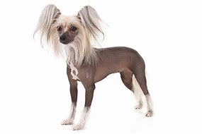 Image result for Chinese Crested Dog Funny