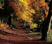 Image result for Footpath Forest Wallpaper