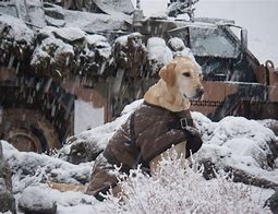 Image result for Explosive Detection Dog Cool Picture