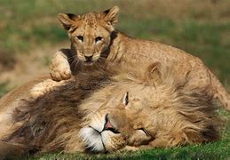 Image result for male lion cub names