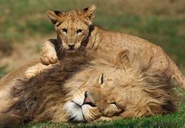 Image result for male lion cub names