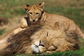 Image result for Male Lion Carrying Cub