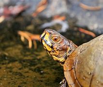 Image result for Pet Three Toed Box Turtle