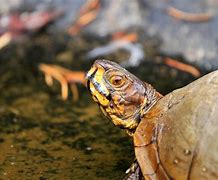 Image result for Three Toed Box Turtle Growth Chart