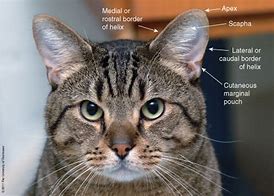 Image result for Cat Ear Diagram