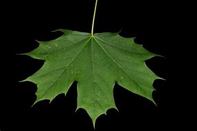 Image result for Maple Leaf