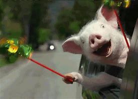 Image result for happy pig gif