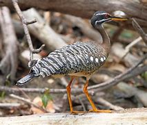 Image result for Habitat for Birds in Guyana