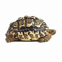 Image result for Tortoise Side View