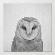 Image result for Black and White Owl Canvas Prints