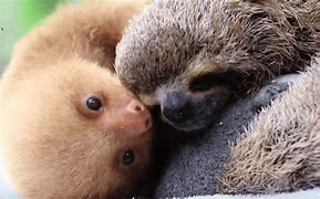 Image result for Baby 3 Toed Sloth