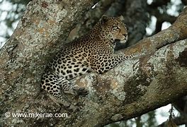 Image result for Leopard Sitting in Tree