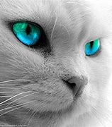 Image result for Cat Eyes Background