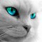 Image result for Cat Eyes Wallpaper