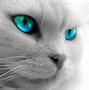 Image result for Cat Eyes Wallpaper