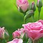 Image result for Aesthetic Pastel Pink Background with Flowers