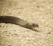 Image result for Horror Movies About Snakes