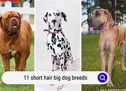 Image result for Short Hair Terrier