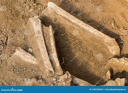 Image result for Archaeological Human Bones