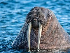 Image result for Seal Walrus Mix