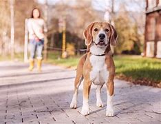 Image result for No Dog Walking