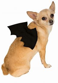 Image result for Bat Wings Costume